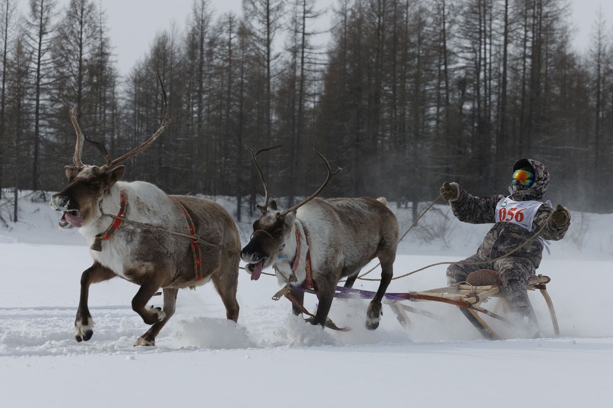 гонки оленеводов