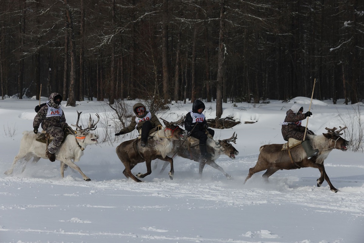 гонки оленеводов