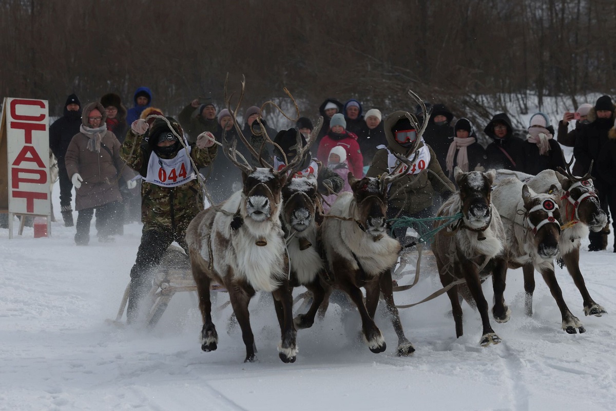 гонки оленеводов