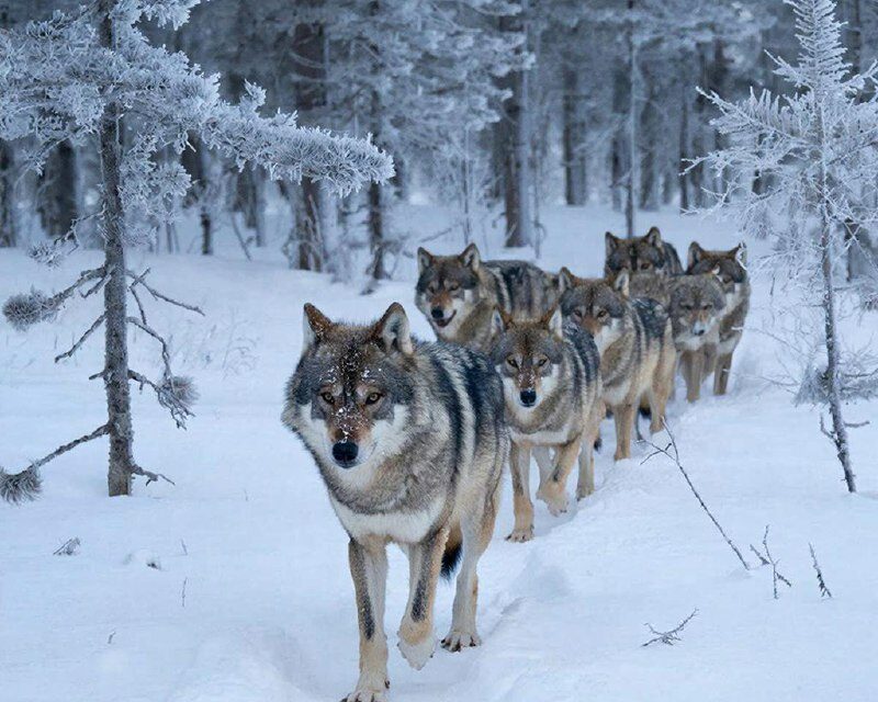 В Якутии заложили 13 млн рублей на регулирование численности волков в 2026 году