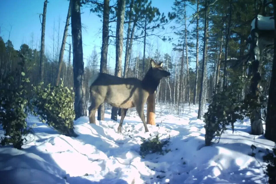 Изюбрь впервые попал в объективы камер в парке «Синяя» Горного улуса