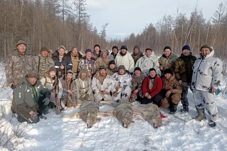 Охотники в Якутии применили метод флажковой облавы для добычи волков