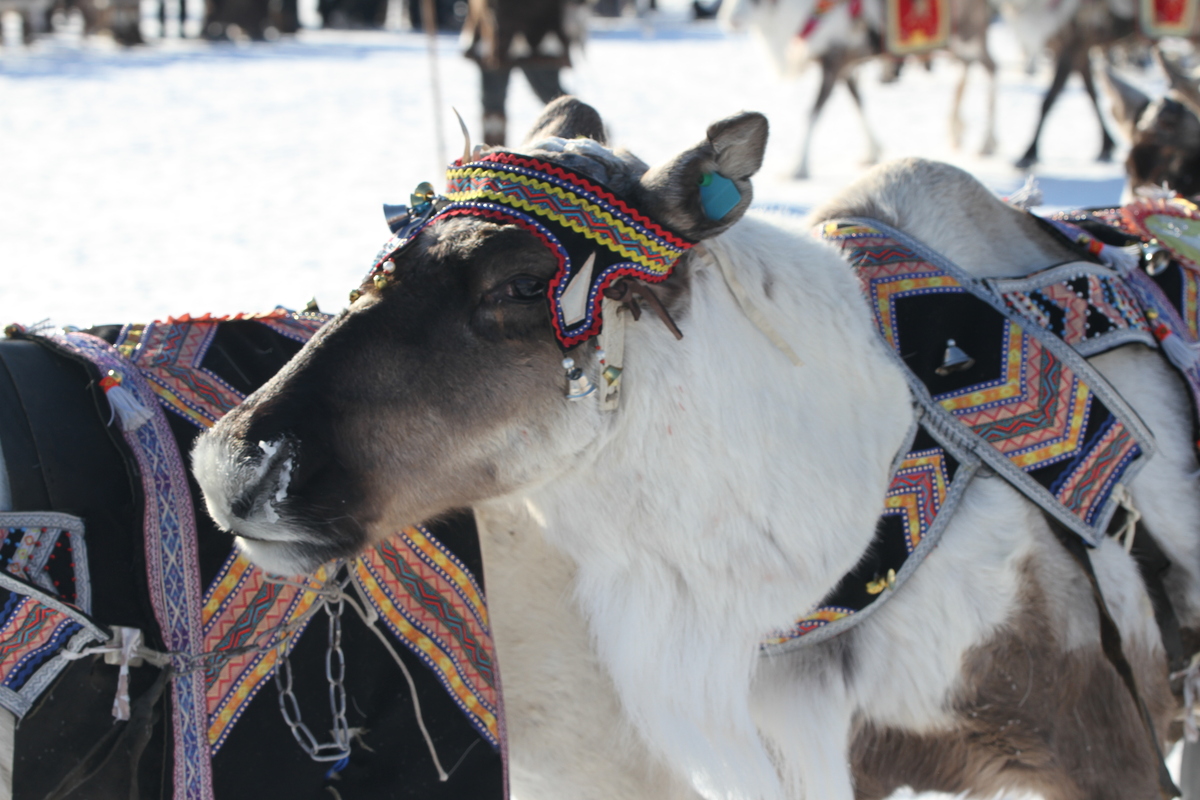 Фото: Саина Титова/ЯСИА