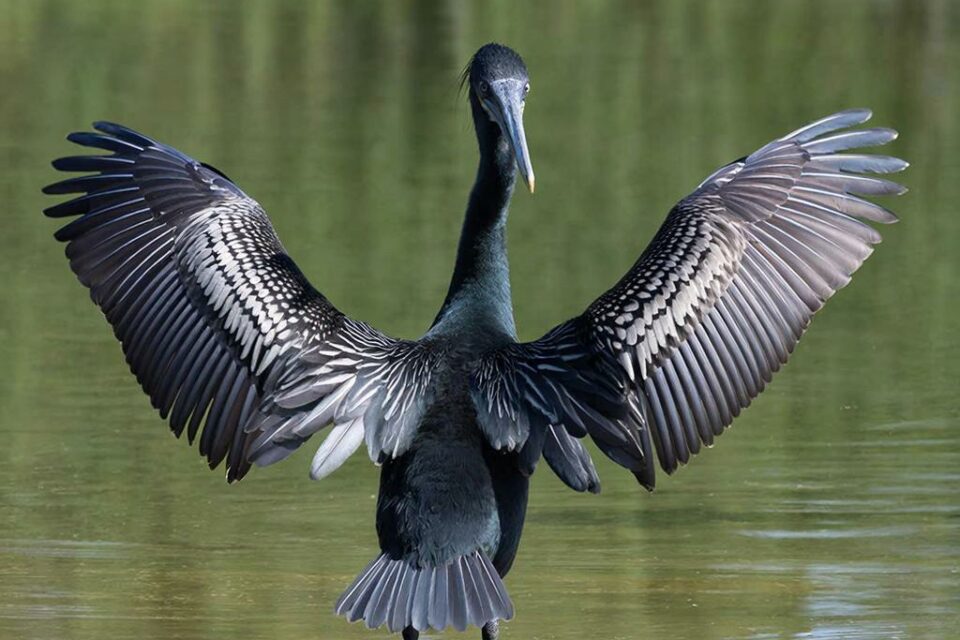 Минэкологии Якутии может разрешить отстрел бакланов для регулирования их численности