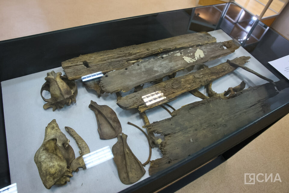 Погребение собак с детскими колыбелями: в Якутском музее представили необычный экспонат