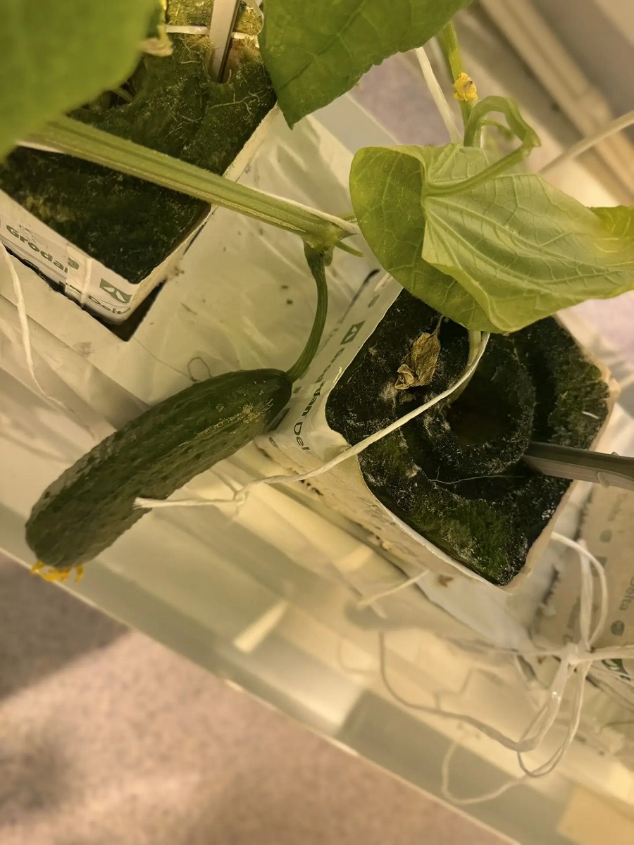 огурцы в АГАТУ