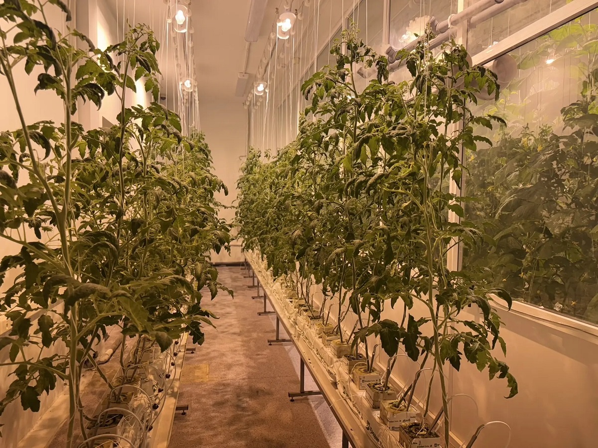 огурцы в АГАТУ