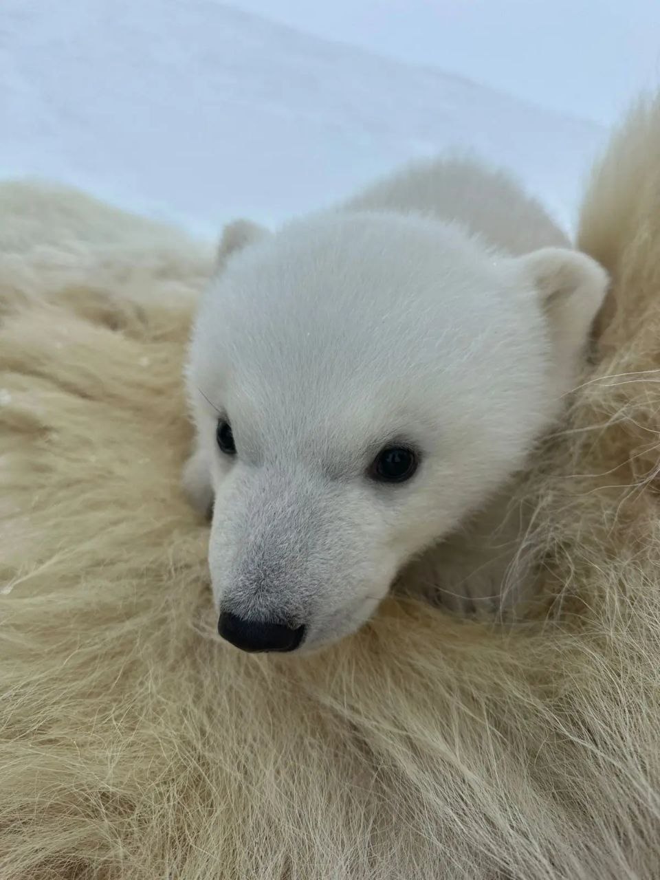 белые медведи