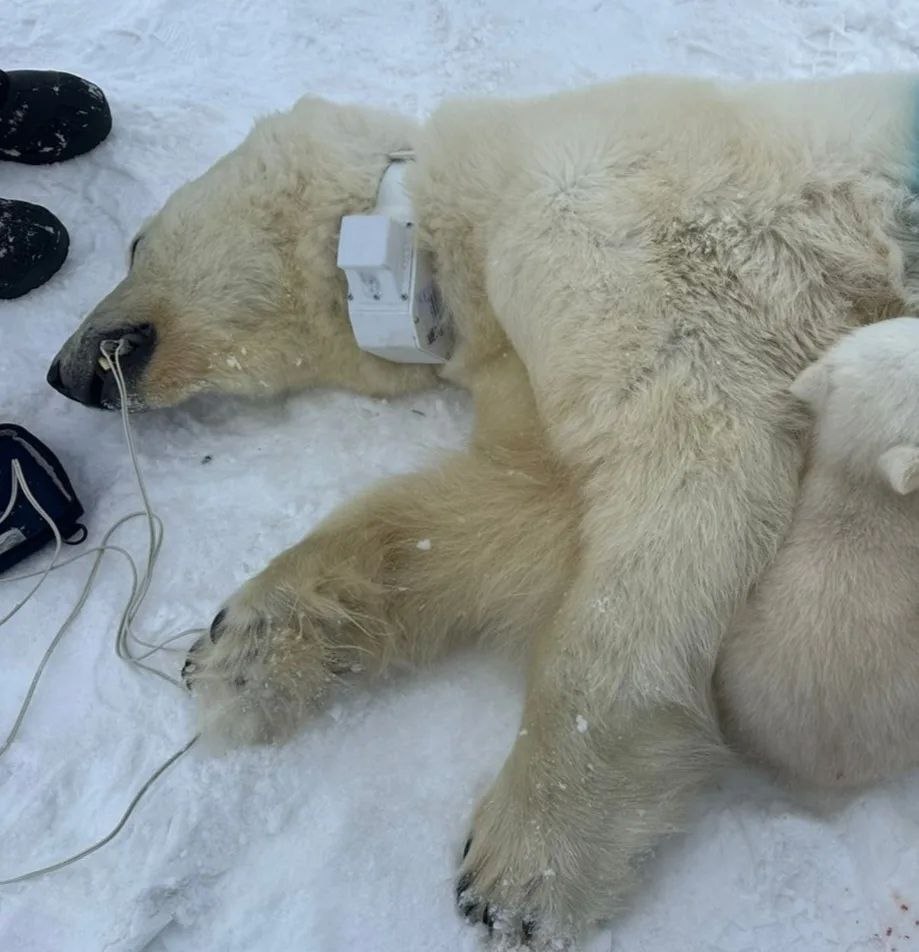 белые медведи