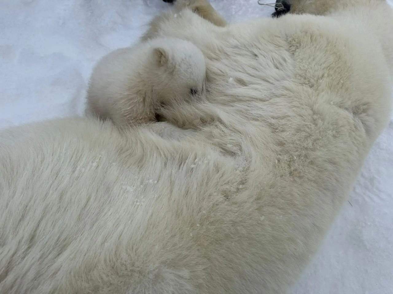 белые медведи