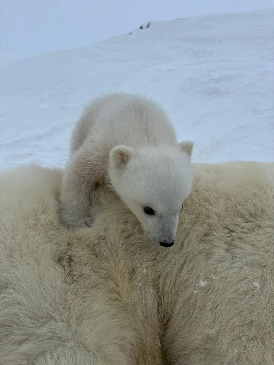 белые медведи