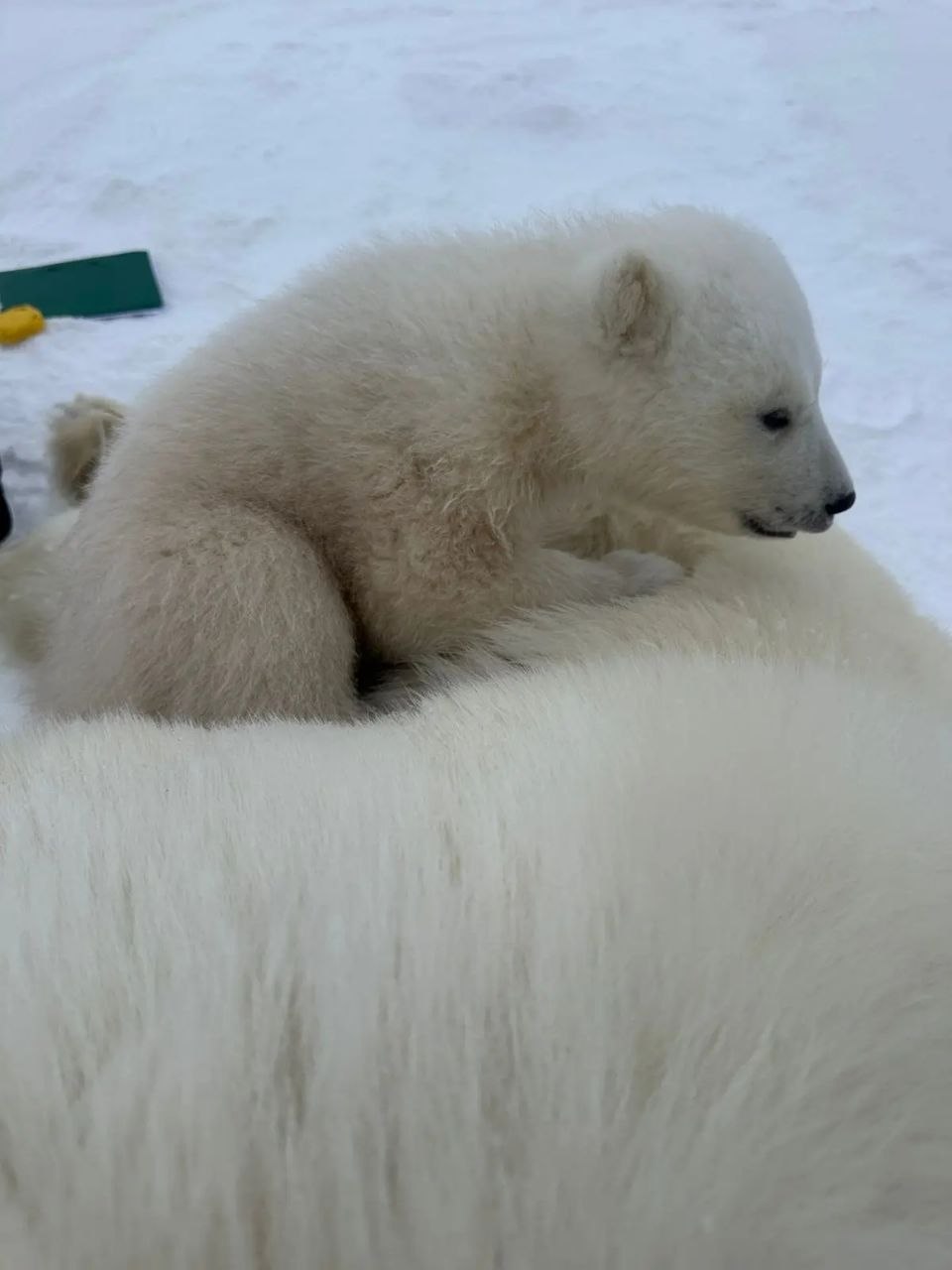 белые медведи