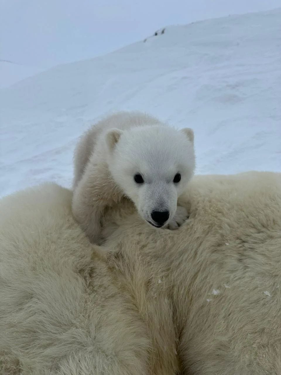 белые медведи
