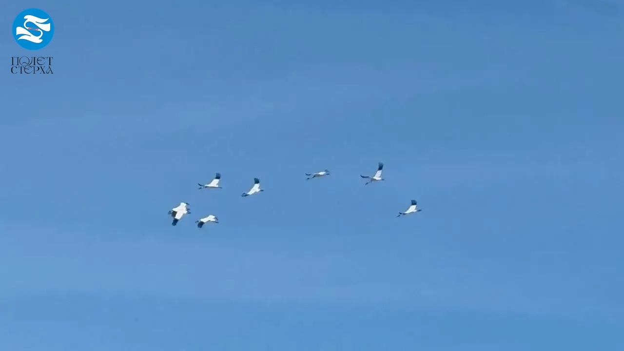 стерхи
