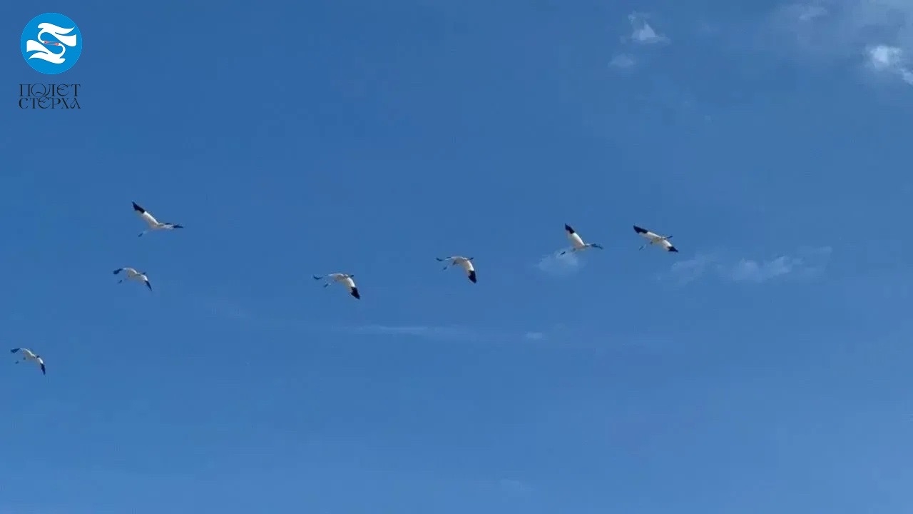 стерхи