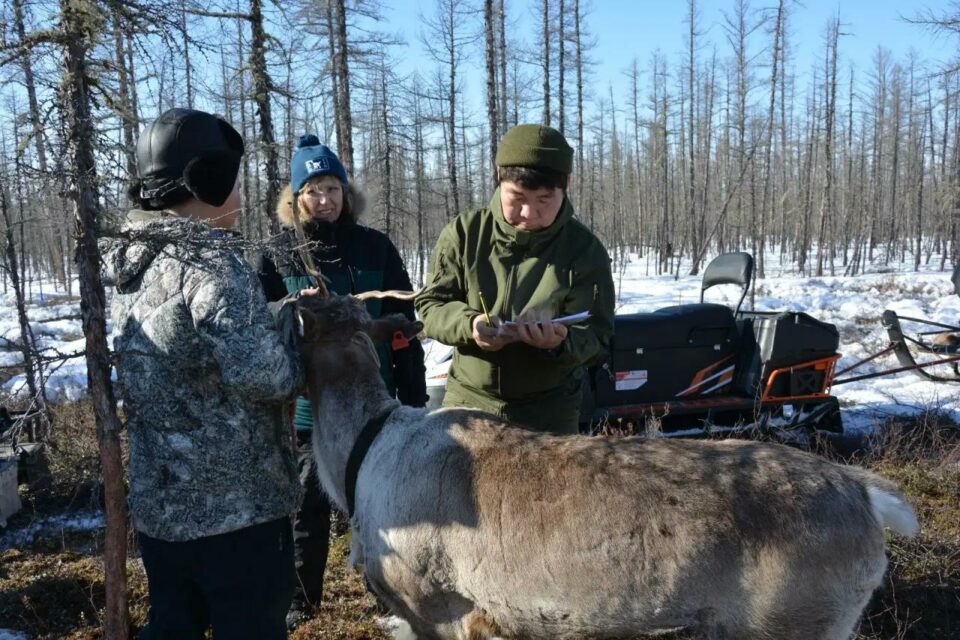 Ученые Якутии создадут диагностические системы для выявления патологий у оленей и лошадей