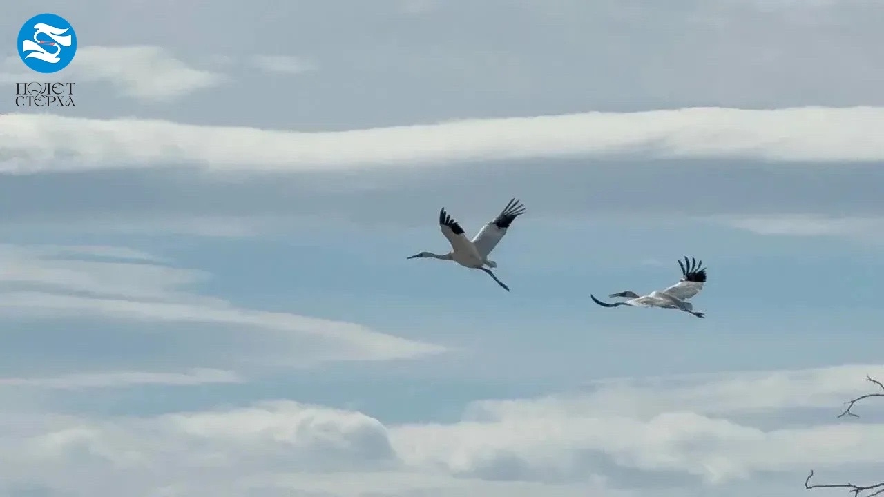 стерхи