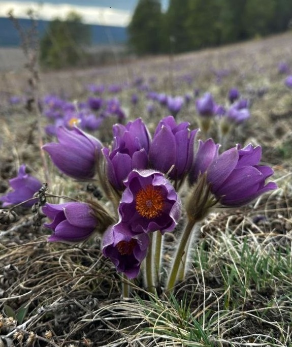 подснежники