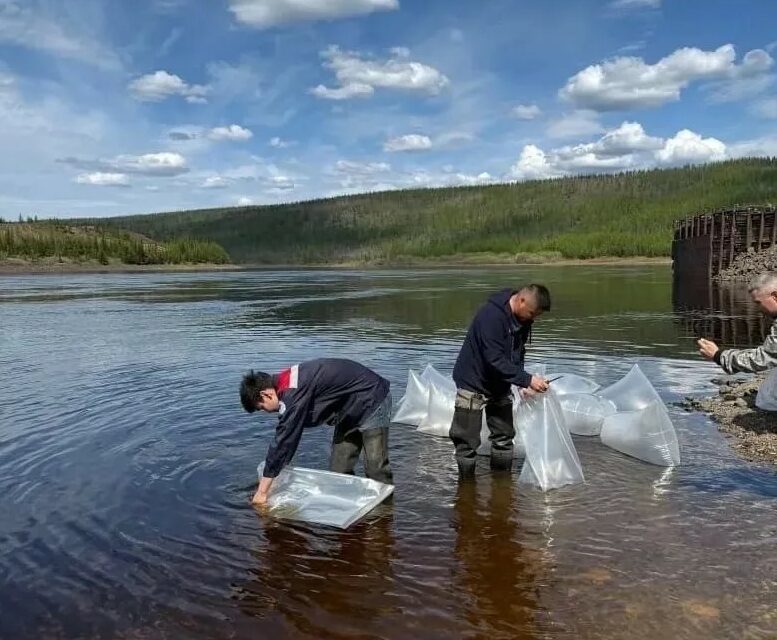 Экологи АЛРОСА открыли сезон зарыбления: 1,7 миллиона личинок чира и сига выпустили в Вилюй