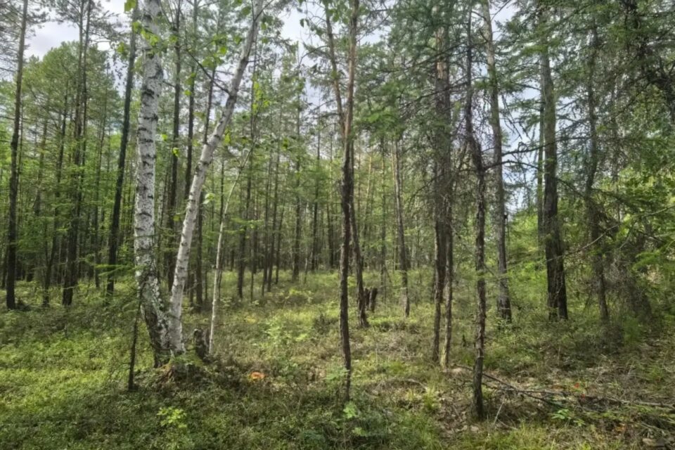 Пропавший 25 дней назад мужчина найден живым в Хангаласском районе