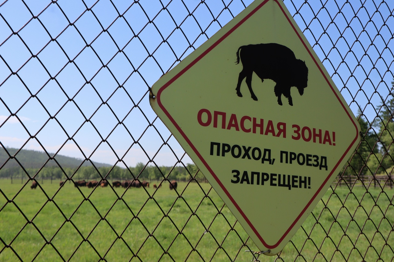 бизоны