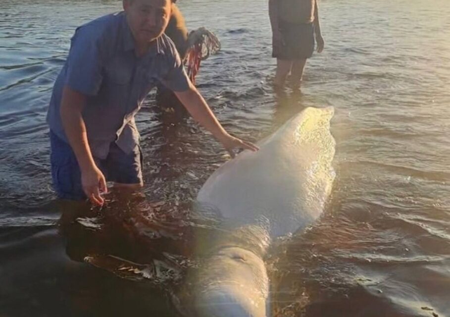 В Якутии спасли белуху, застрявшую на речной отмели