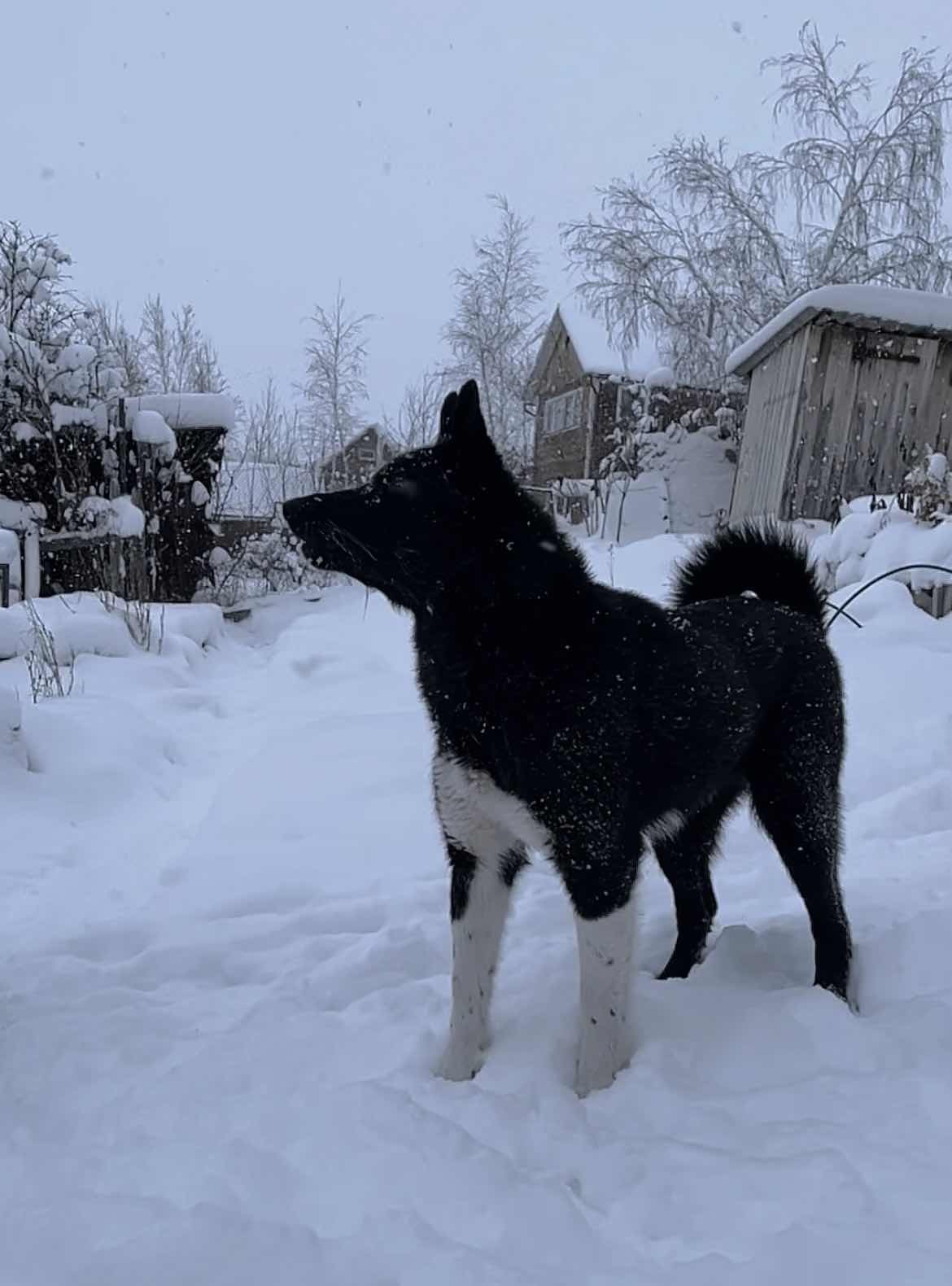 лайка