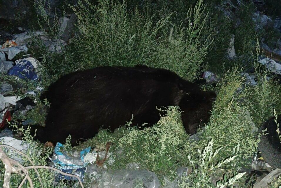 В Верхнеколымском улусе ликвидировали второго медведя возле свалки