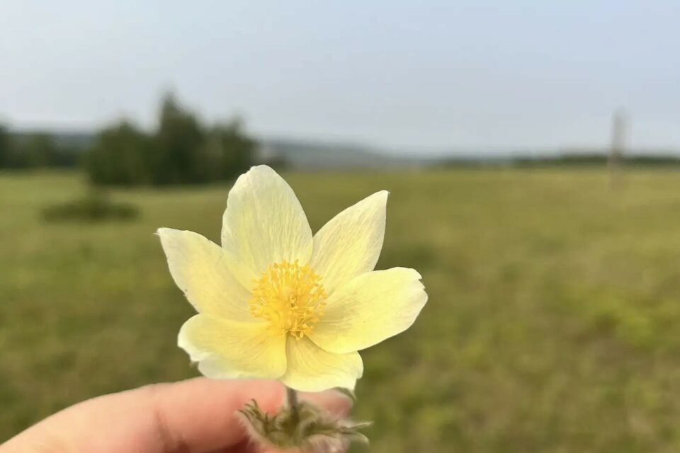 В Якутии в августе зацвели подснежники