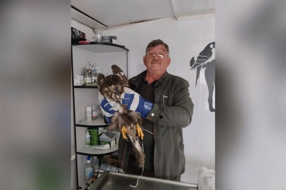 В Якутии спасли краснокнижного птенца орлана-белохвоста