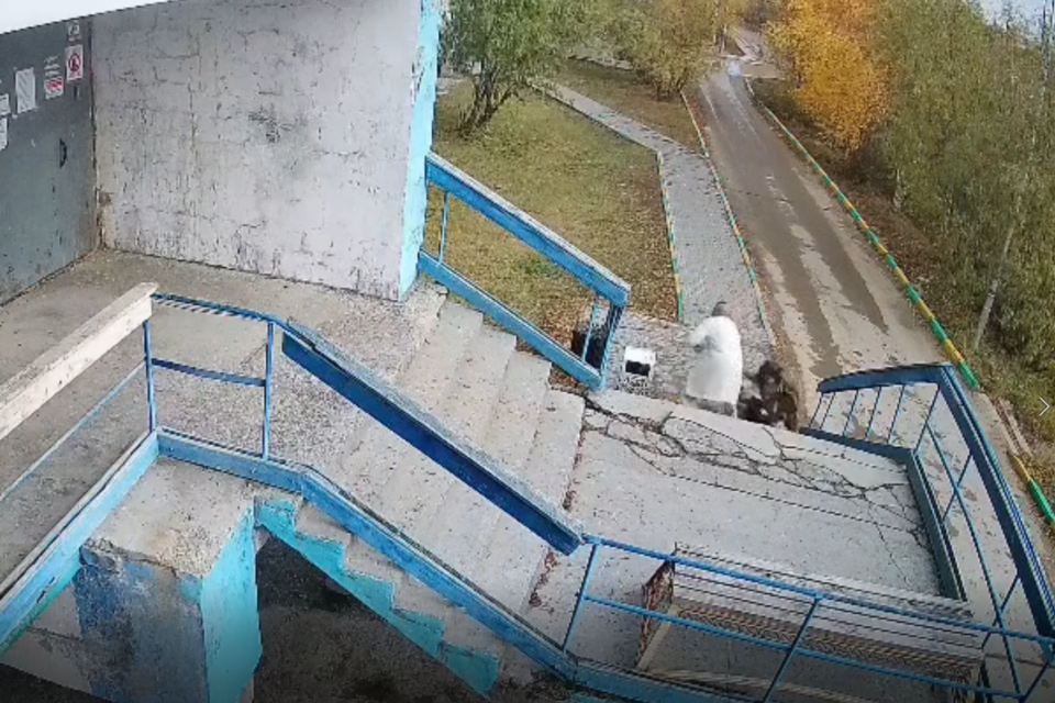 В Якутске собака напала на ребенка у подъезда жилого дома