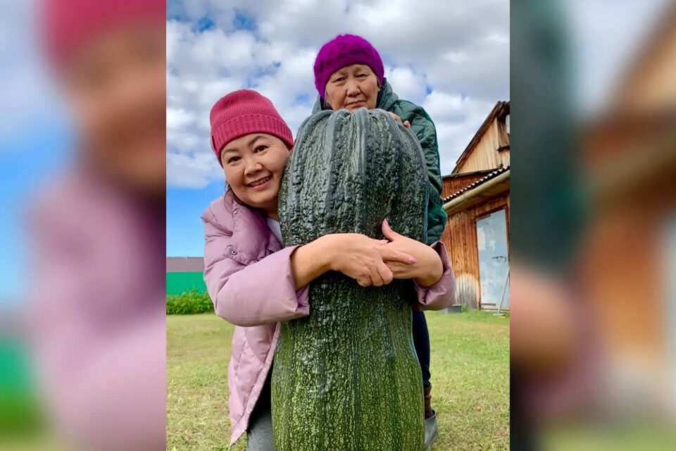 Гигантский кабачок вырастила жительница Якутии
