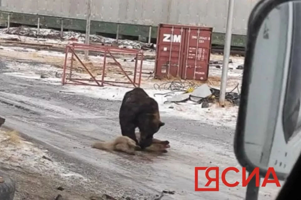 В Булунском районе Якутии бурый медведь загрыз собаку
