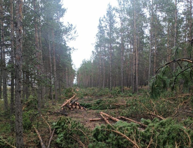 Санкционированная вырубка леса. На Объездном шоссе Якутска готовят место для тротуара и велодорожки