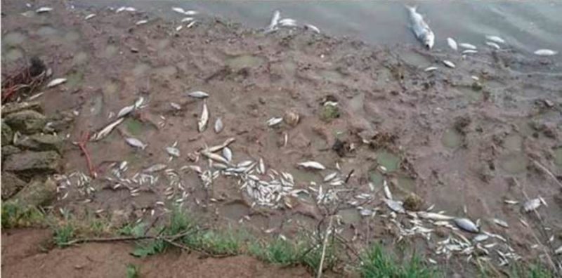 Информация о массовой гибели рыбы в озере Уулаах Среднеколымского района не подтвердилась